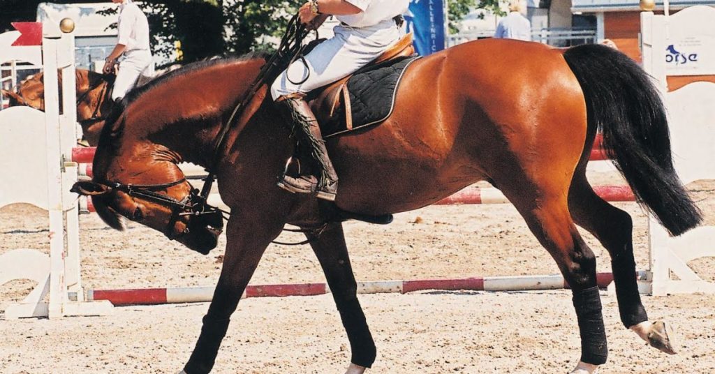 5 Ways to Confront Horse Abuse Writing of Riding East West